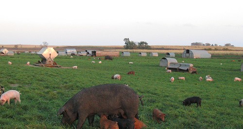 free range pigs